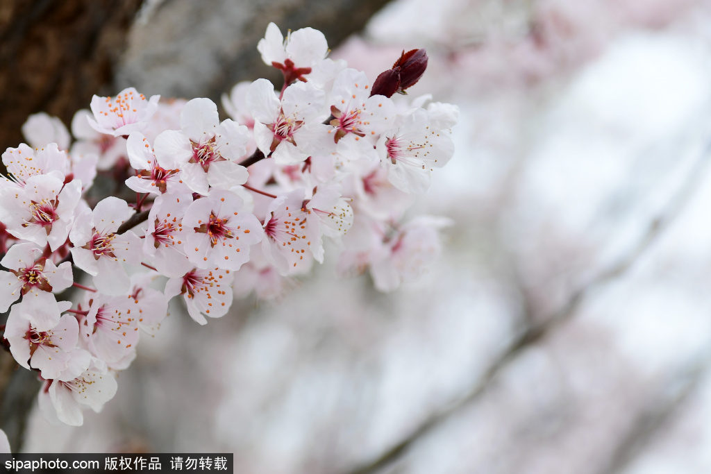 春日脚步悄然至 繁花绽放街头开