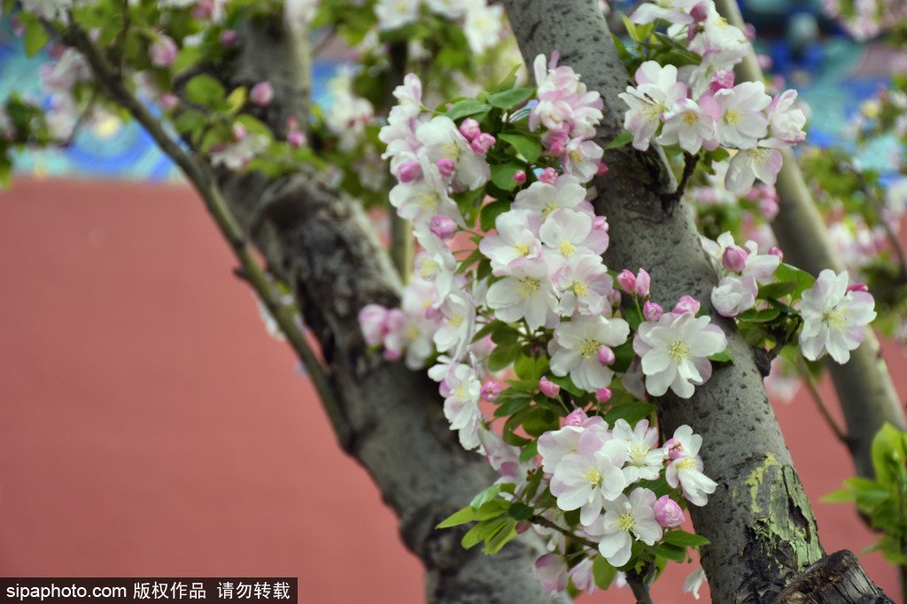 天坛公园红墙旁海棠花儿竞相绽放进入盛花期，邂逅最美的“春日限定”