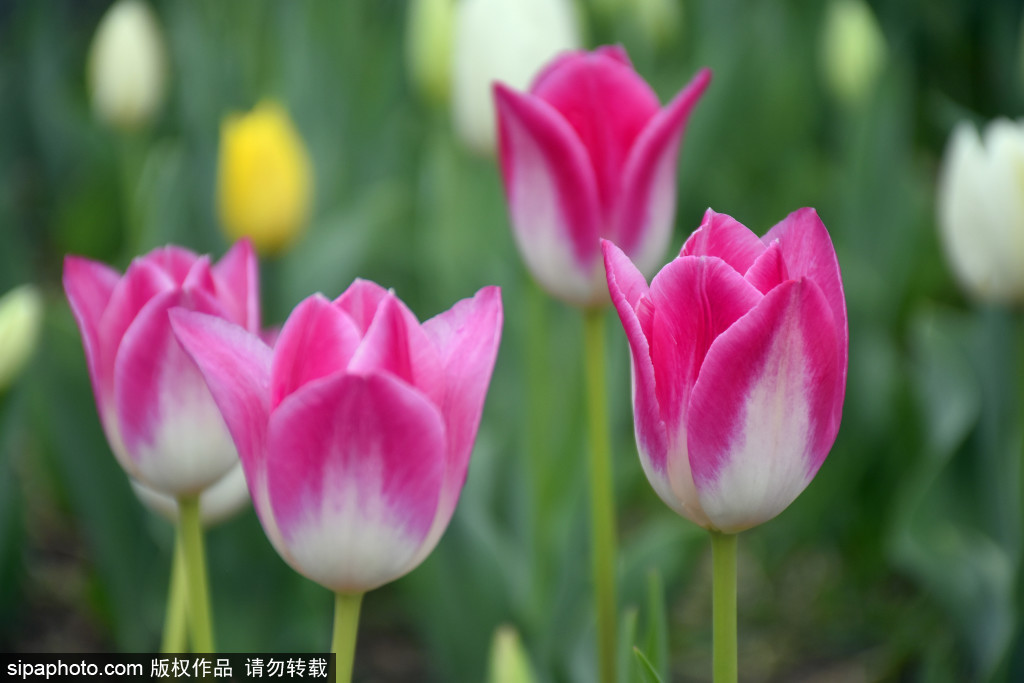 中山公园迎来郁金香观赏季，首次展出重瓣郁金香“变色绣球”
