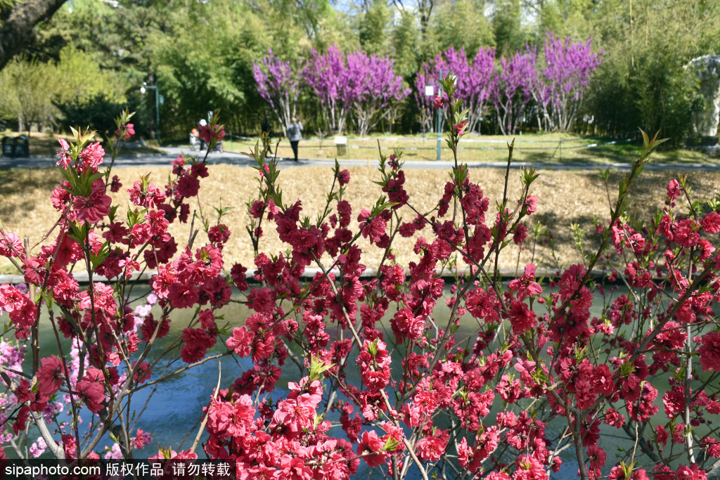 五一假期临近，紫竹院公园春暖花开春意浓