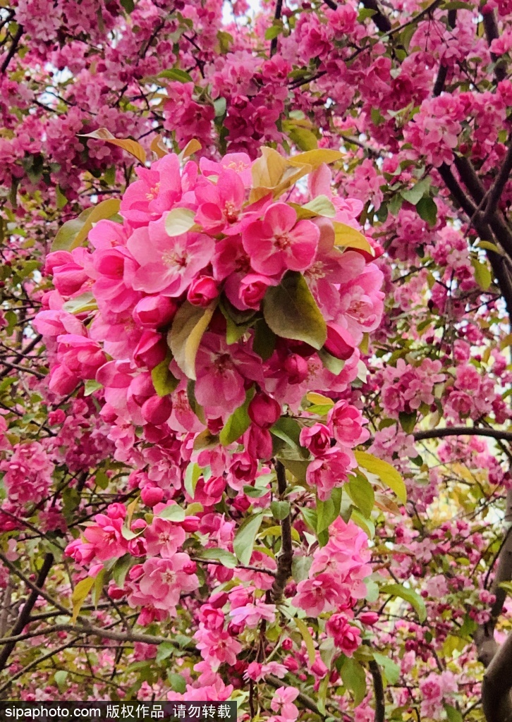 “陶然芳菲 万棠盛景”陶然亭公园海棠春花文化节