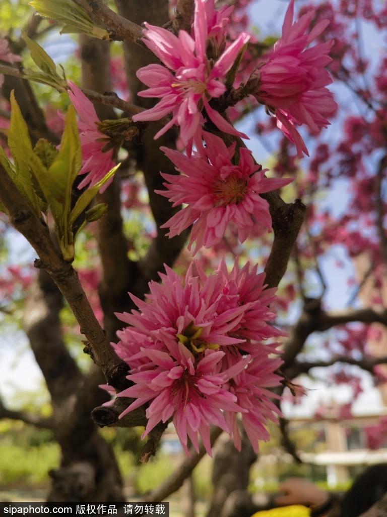 绿谷公园粉色桃花艳丽绽放绚烂如霞