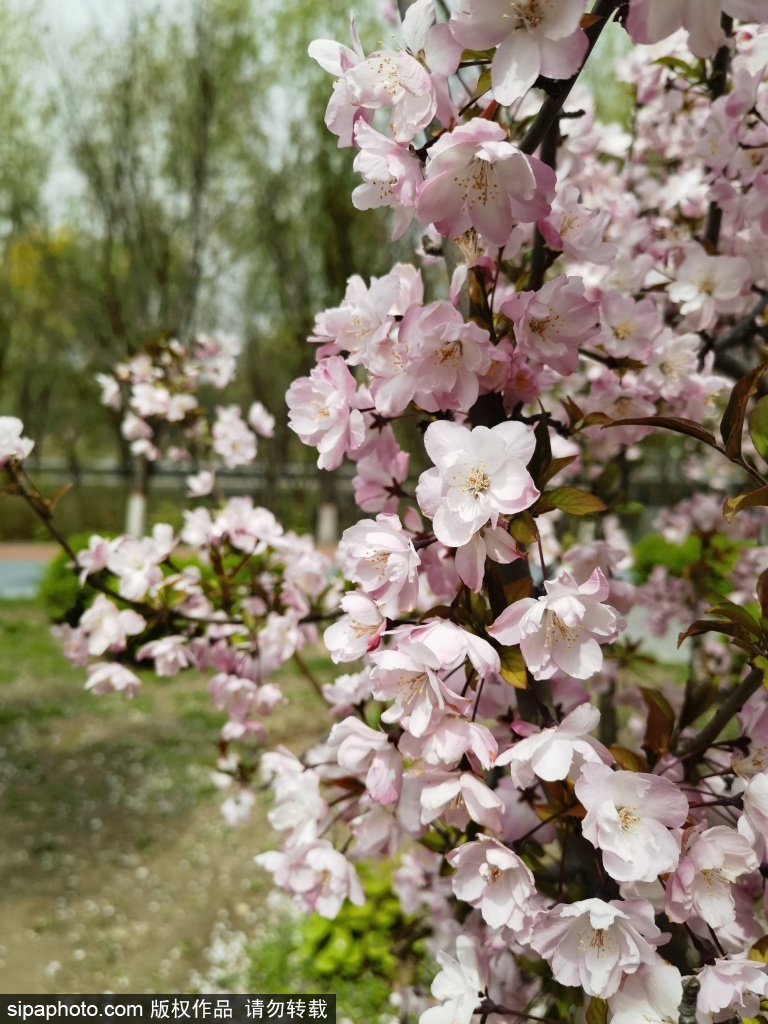 立水桥公园桃花盛放春意盎然