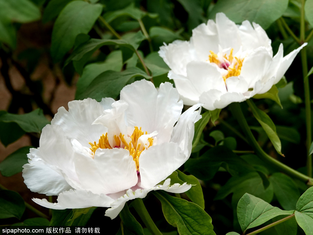 中山公园牡丹花盛开景致美