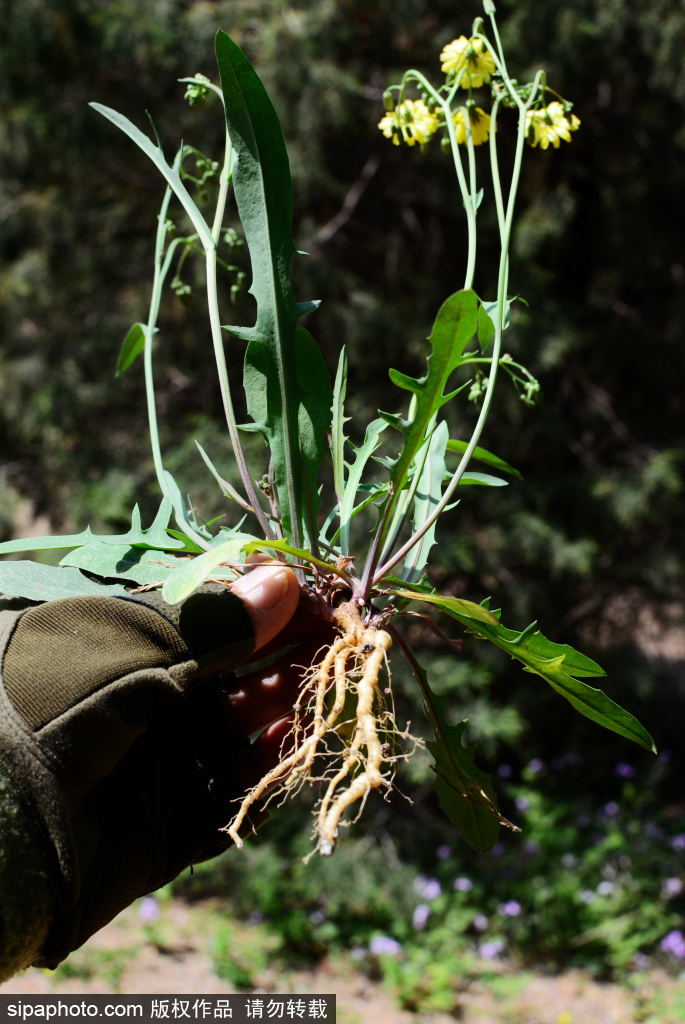 奥森草本植物“中华苦荬菜”