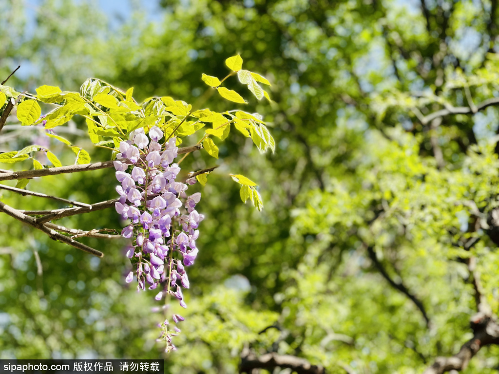 大观园邂逅紫藤花开的浪漫