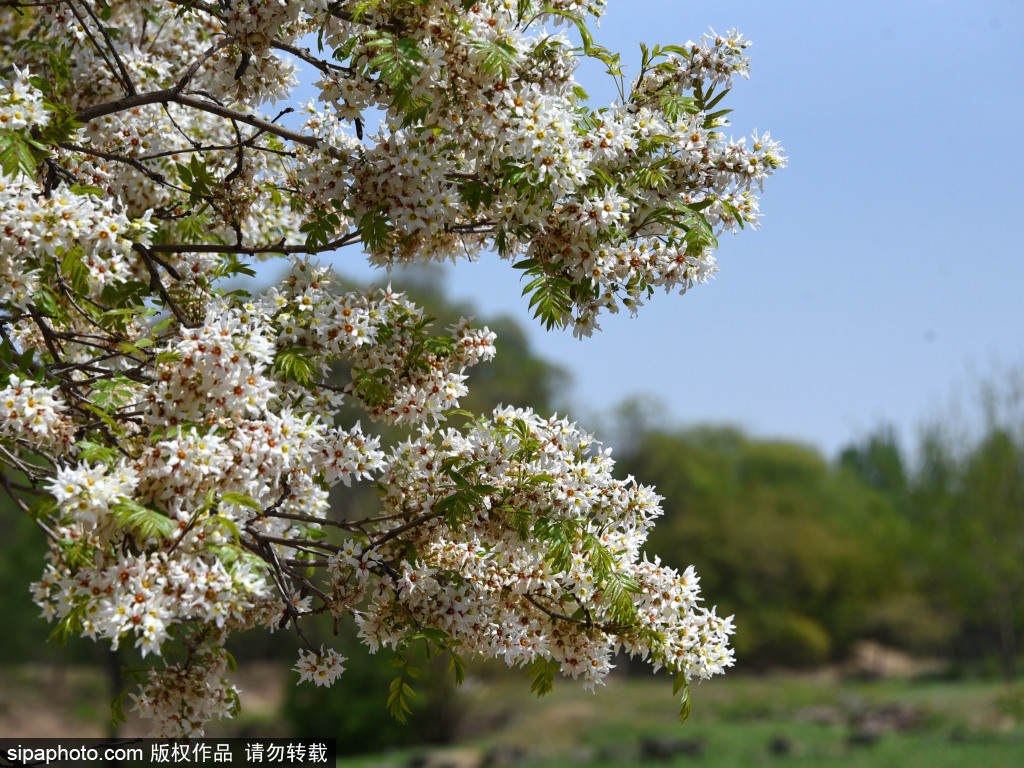 圆明园春色烂漫美如画