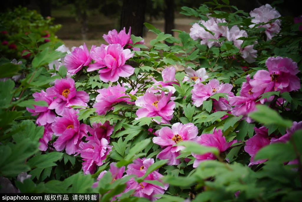 国色天香牡丹花 开逢谷雨得春迟