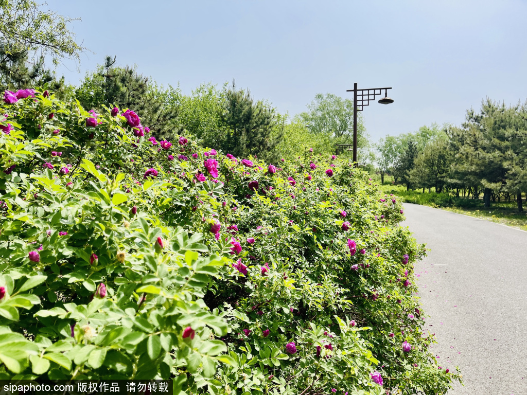 北京南海子湿地公园的无人区玫瑰悄然绽放