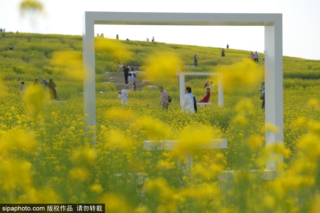 温榆河公园芸上梯田油菜花，莲花，锦鲤戏其间