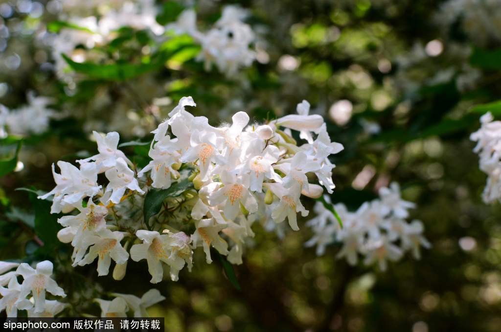 奥森公园“猬实”花开