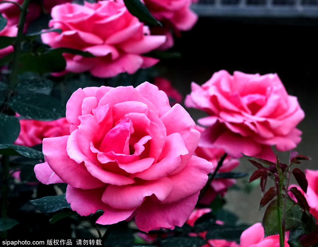北京街头月季花盛开  绚丽多彩喜迎“母亲节”