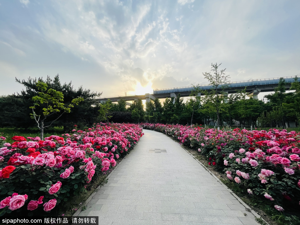 北京：初夏时节，让我们一起走花路