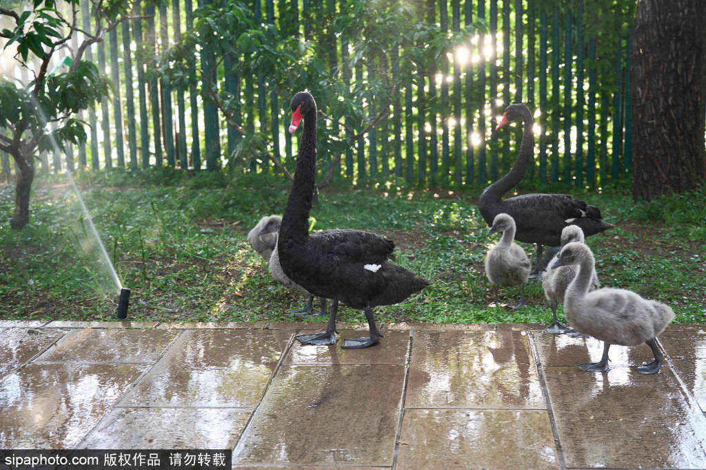 颐和园黑天鹅“淋浴”享受清凉