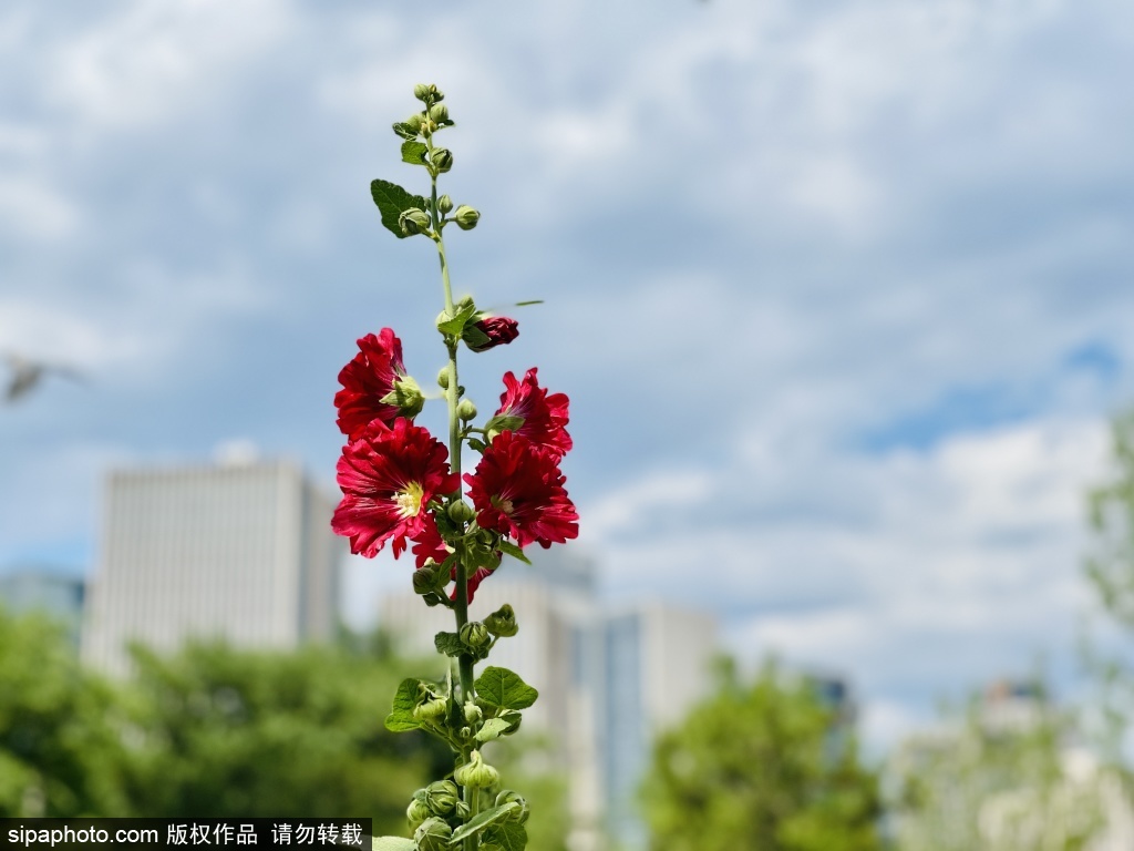 城市运动休闲公园盛开的蜀葵花美不胜收