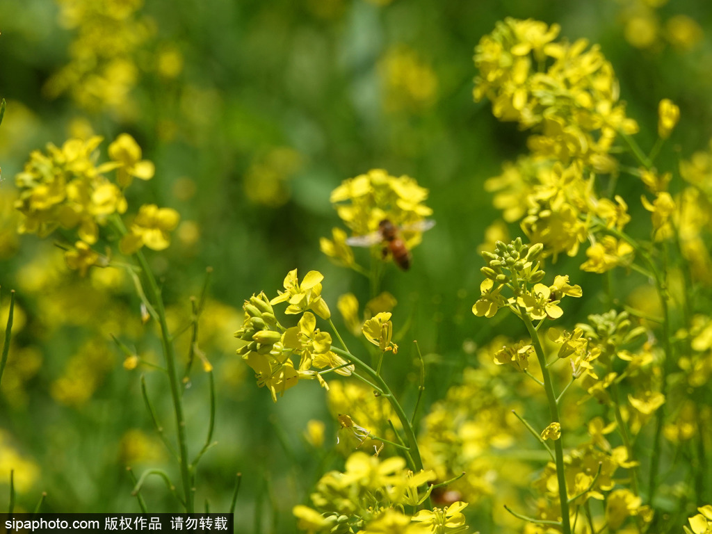 夏日时节，北坞公园“金色花海”惹人醉