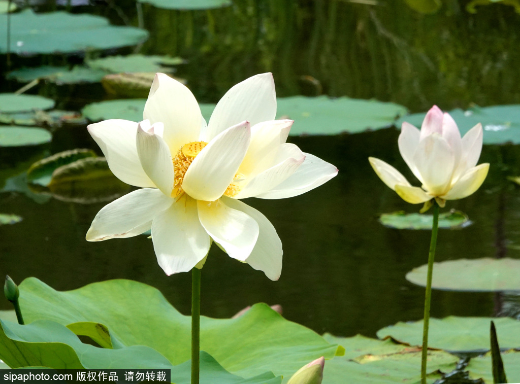 莲花池公园夏日荷花、睡莲竞放惹人醉