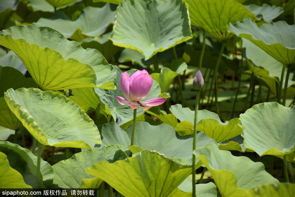 玉渊潭公园荷花竞放 娇艳芬芳惹人醉