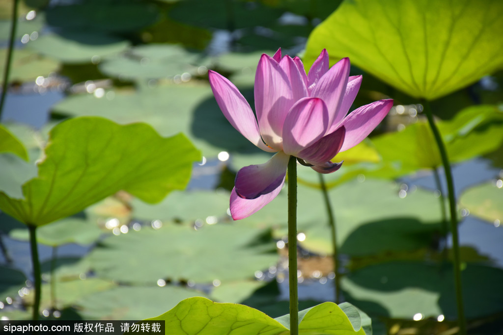 盛夏北海公园荷花进入最佳观赏期，“荷花映白塔”美不胜收