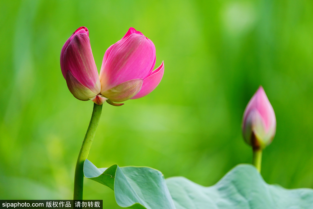 圆明园今夏第一朵并蒂莲初绽 粉嫩花色美不胜收