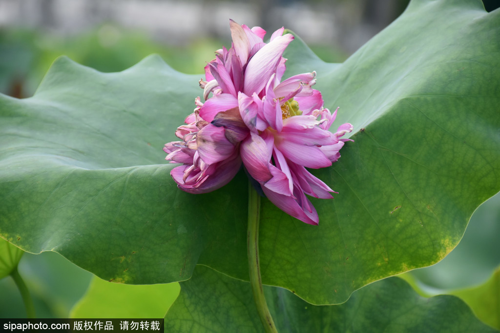 莲花池公园现罕见并蒂莲绽放，娇艳初放惹人醉