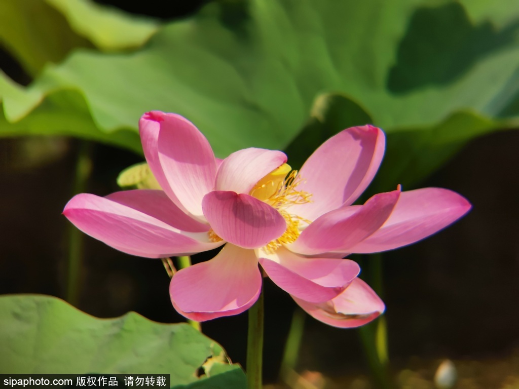 生如夏花奥森花季又来临