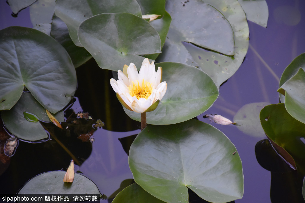 初夏时节紫竹院公园公园睡莲盛开景致美