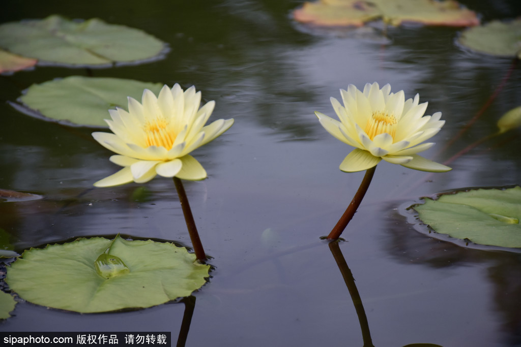 莲花池公园各色睡莲韵味美，娇艳夺目迷人眼