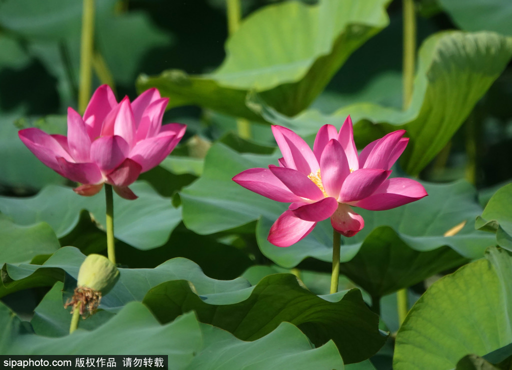 颐和园西堤荷花盛开美不胜收