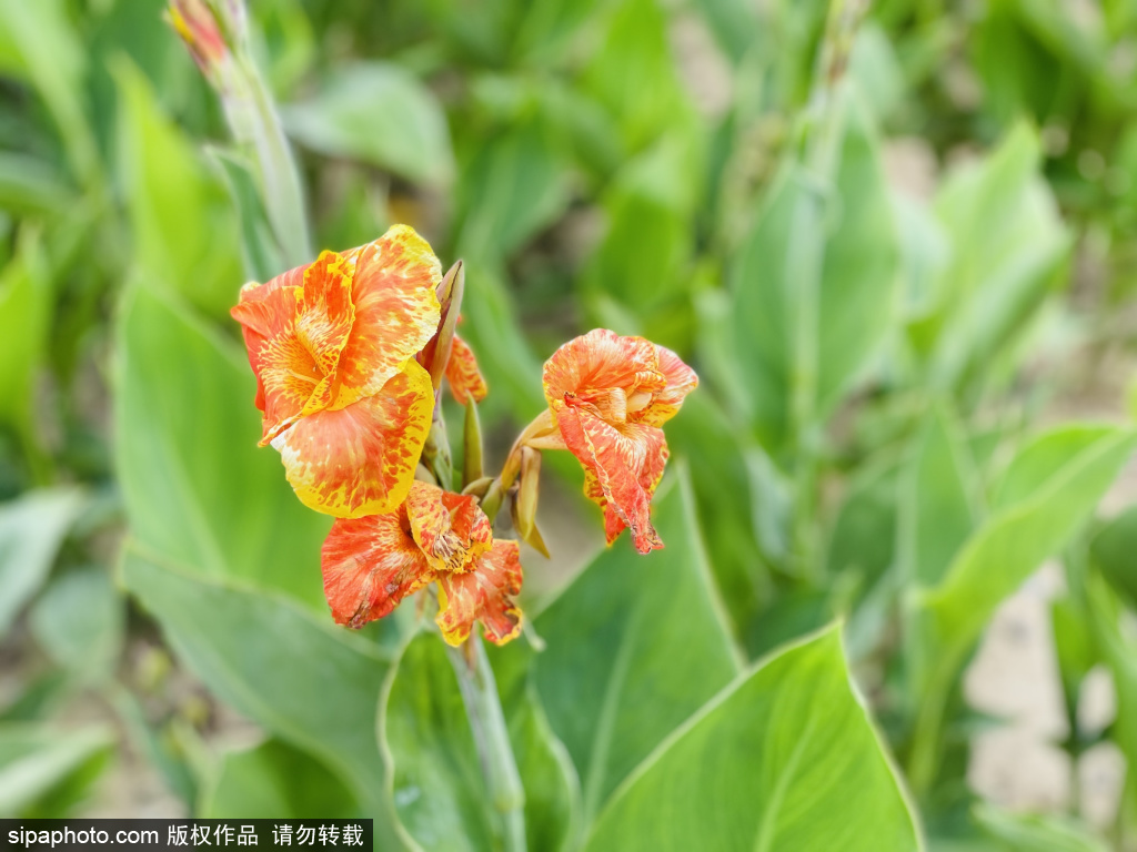 花乡公园美人蕉花开不败