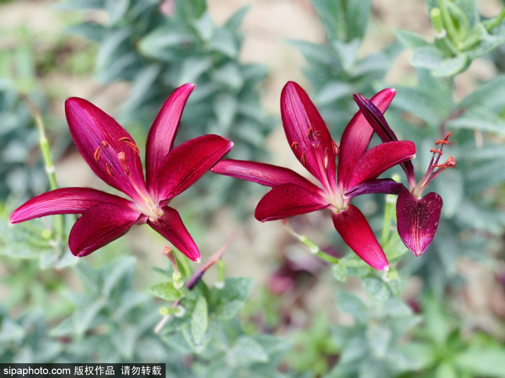 花乡公园百合花开成花海