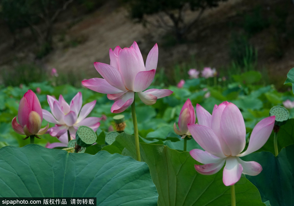 圆明园荷花盛开醉游人