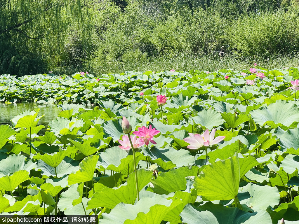 盛夏邂逅紫竹院公园的荷花美景