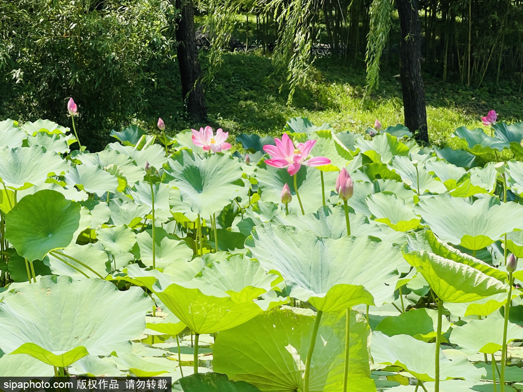 坐船游园赏荷成热门