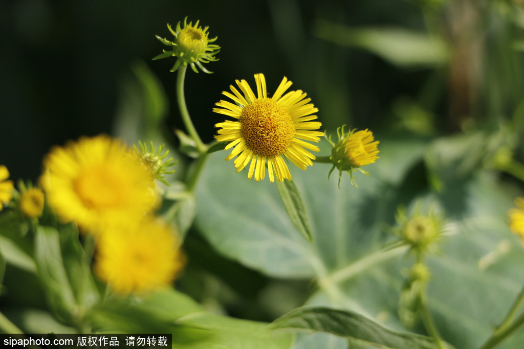 小小旋覆花 金黄耀人眼