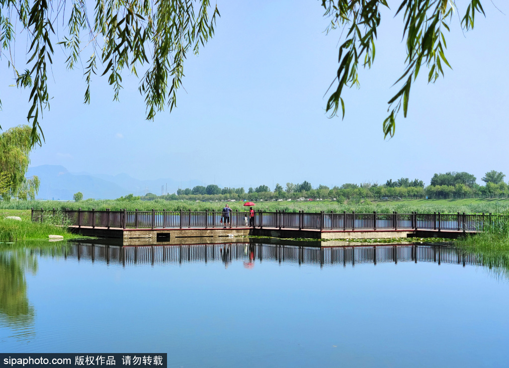 大暑时节北京郊野湿地公园蓝天碧水景致美