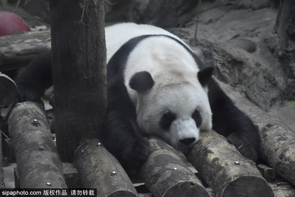 动物园大熊猫馆萌态十足惹人爱，成热门打卡地