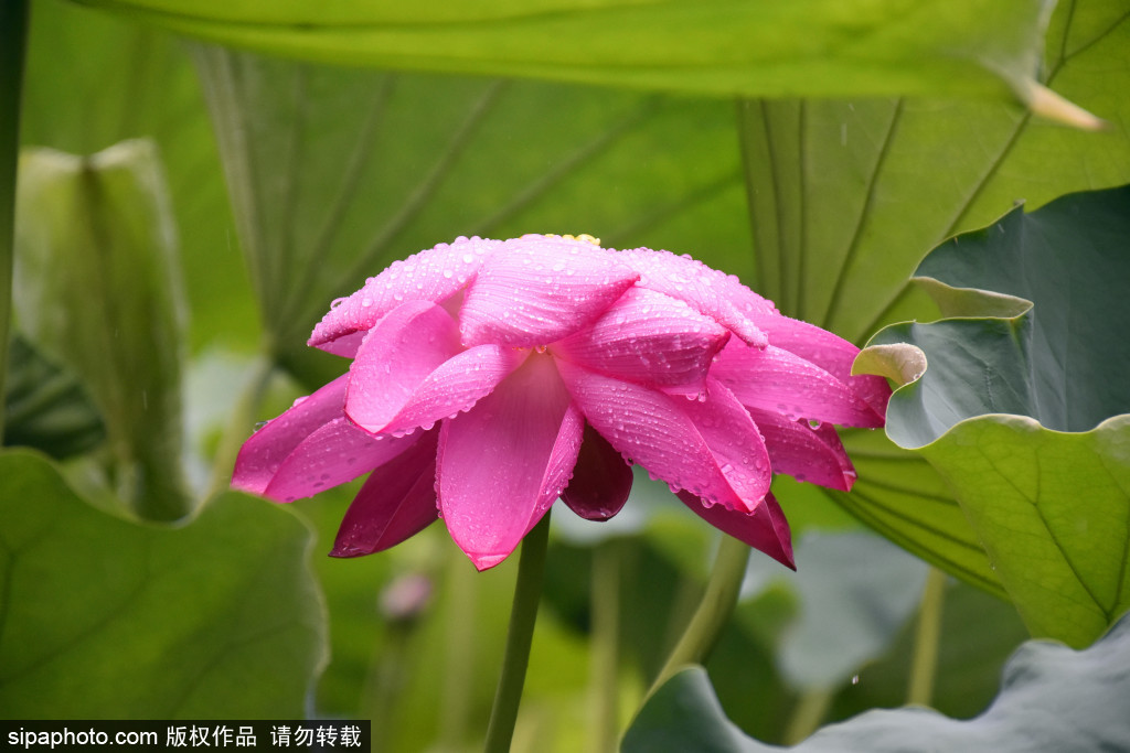 西海湿地公园雨中荷花别样美 姿态万千醉游人