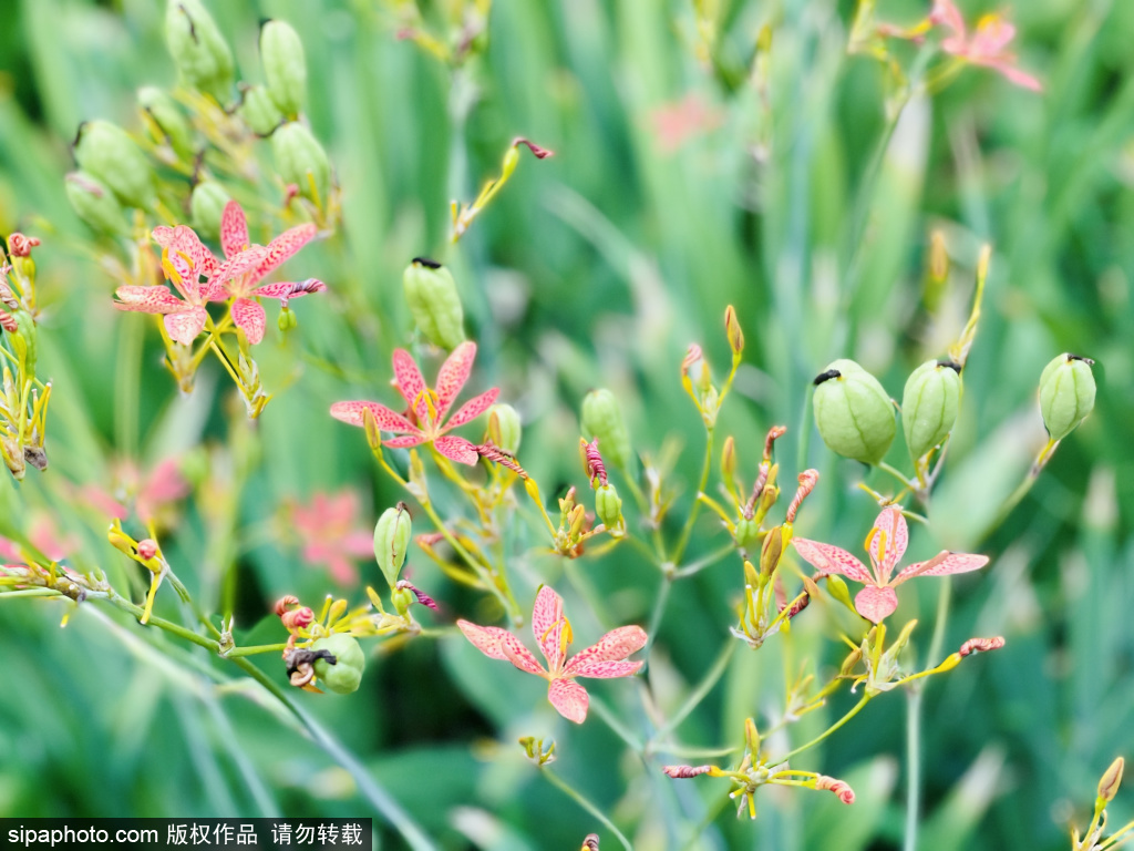 滨水文化公园内的绝美植物射干花盛开