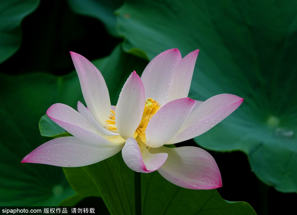 莲花池公园雨后荷花更显娇艳