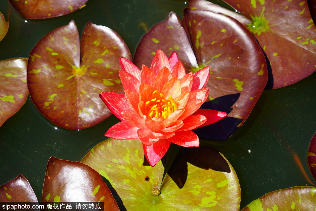 国家植物园多色睡莲盛开惹人醉