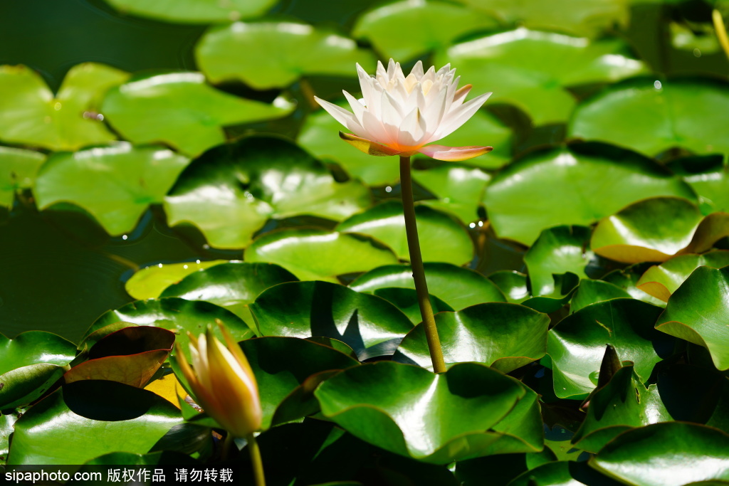 国家植物园水生与藤本植物区多色睡莲竞相开放