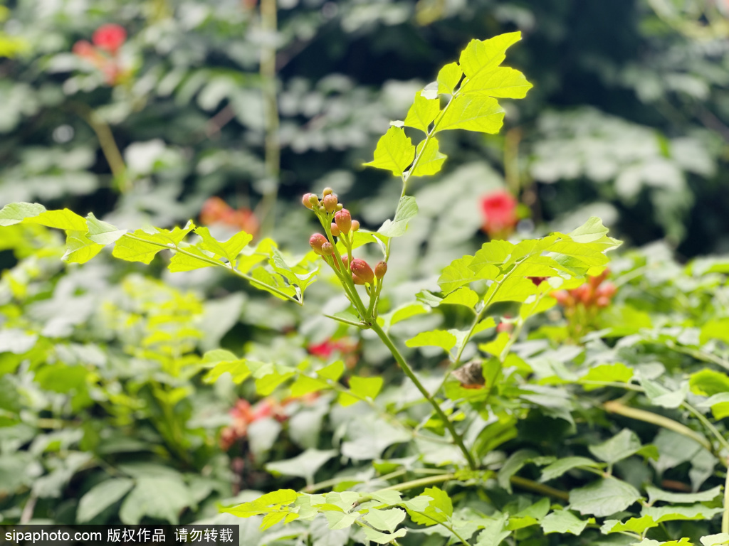 大观园里的凌霄花点缀着夏天