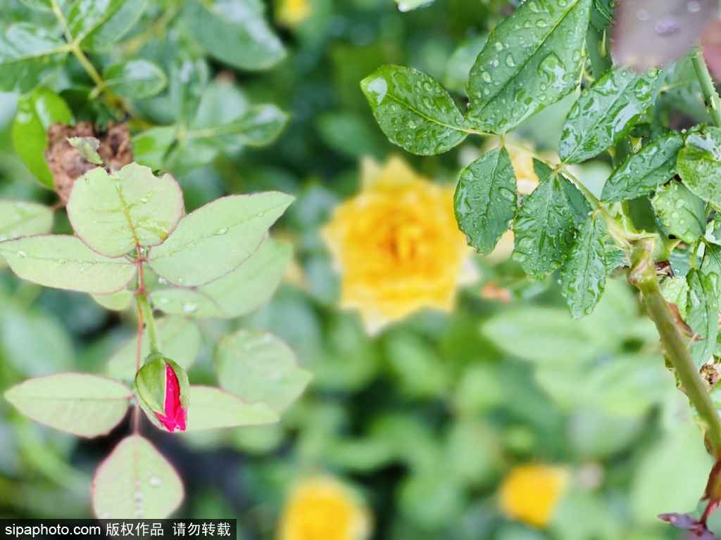 丽泽城市运动休闲公园雨中的植物美景格外动人