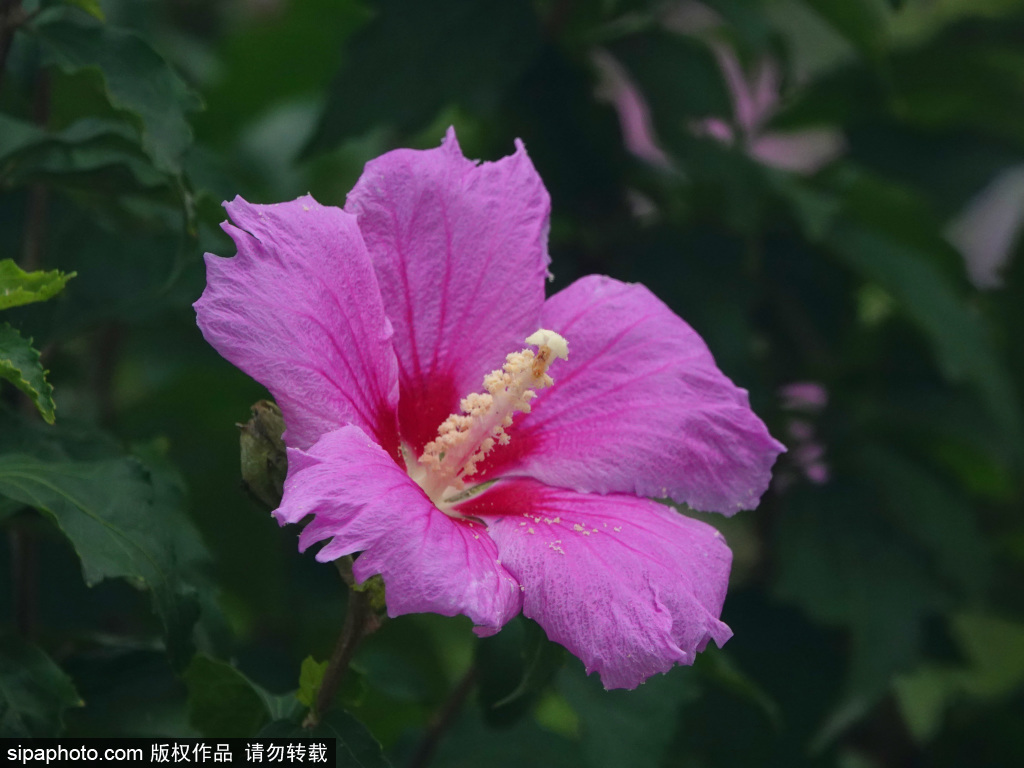 房山街头木槿花雨后更显娇美