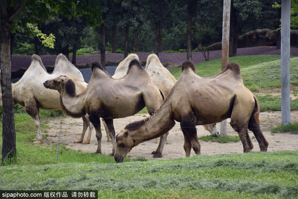 游览北京野生动物园猛兽体验区