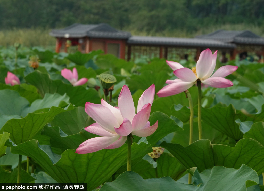 初秋时节  圆明园荷花依然绽放美不胜收