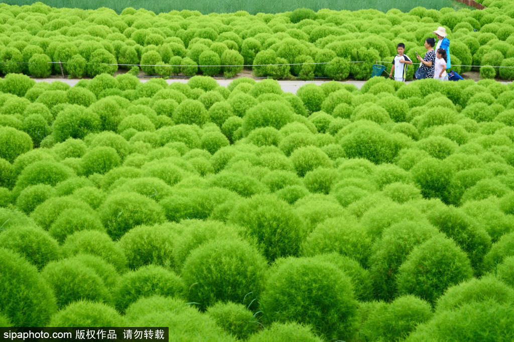 奥森北园地肤草郁郁葱葱