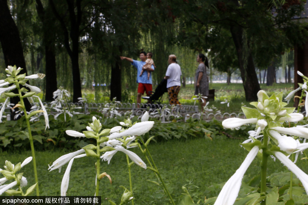 玉渊潭公园雨后风光美