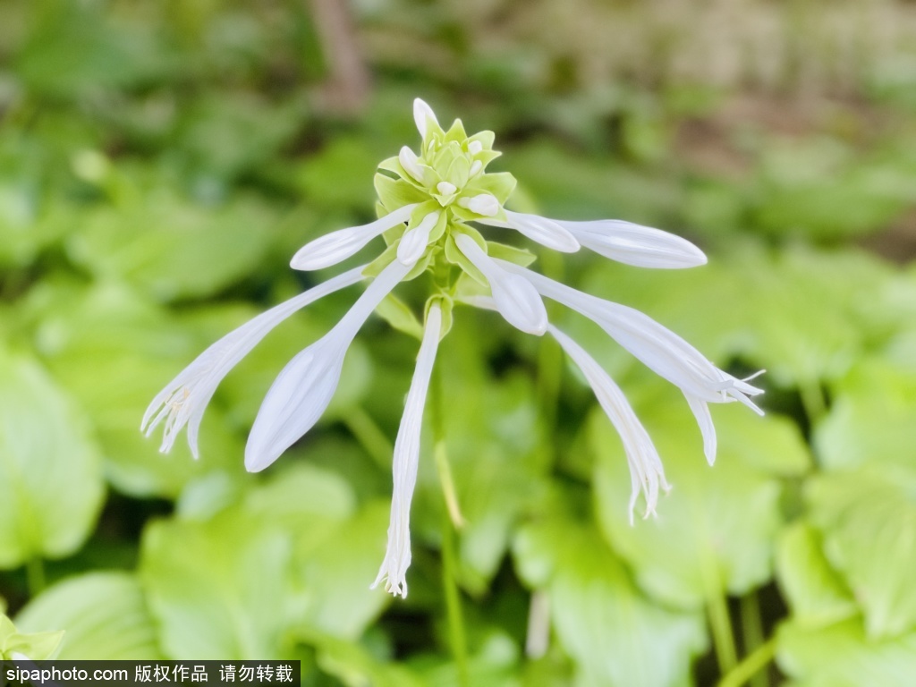 秋天玉簪花开的季节到来